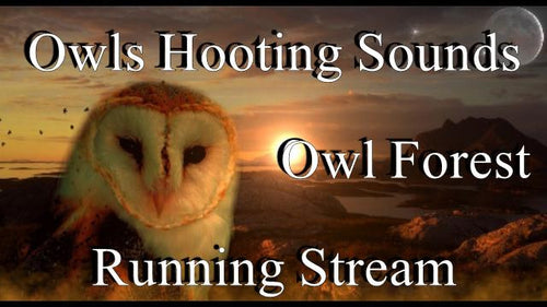 Owls Hooting Sounds 2 Hours Owl Forest Running Stream Amazing High Quality Nature Sounds